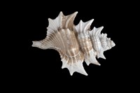 藏品(大翼法螺)的圖片